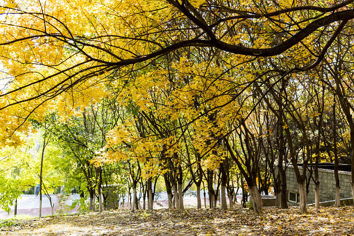 云南省林业学校现代林业技术专业招生 | 2022年招生简章