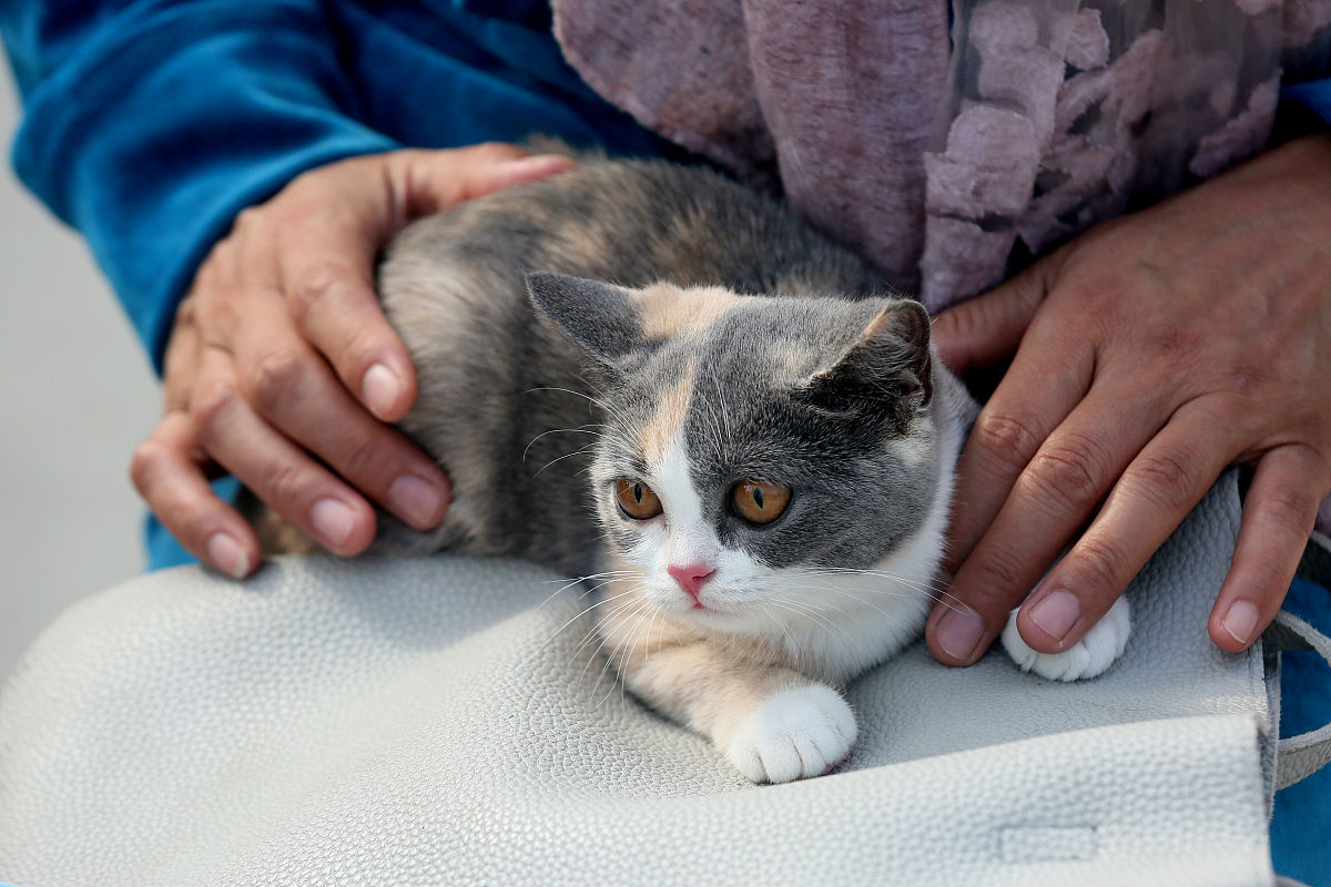 快手上买猫咪付了款会收到猫吗