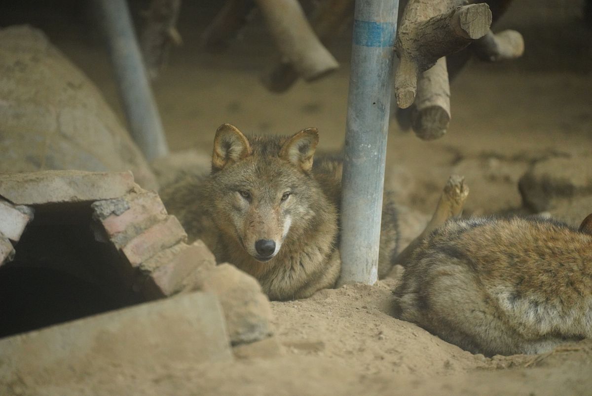 电影《野性的呼唤》观后感：回归自然，呼唤爱护