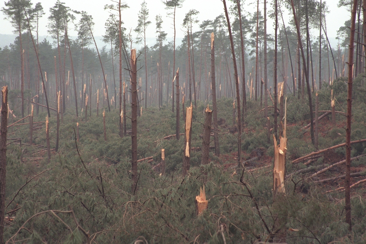 帮我写一个有关林木困难立地、生物育种的一个小品字数多一些