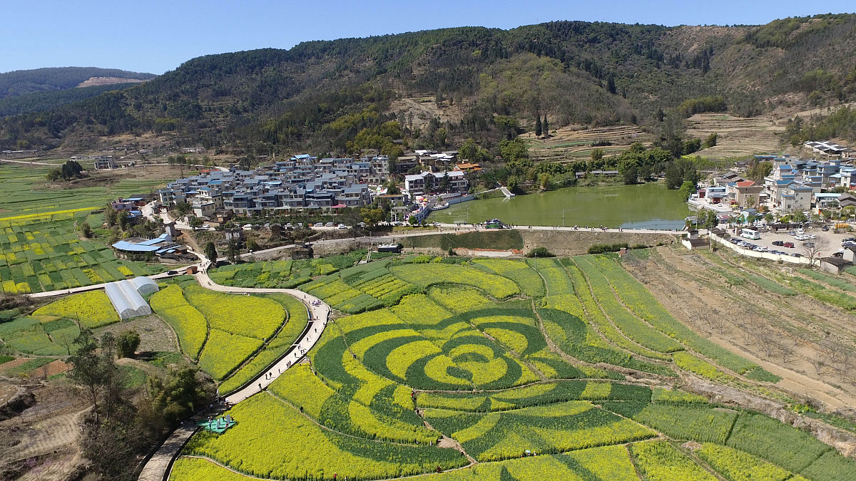 2019年3月3日,云南保山,航拍的山口村的油菜花田,油菜花田的中间"盛放