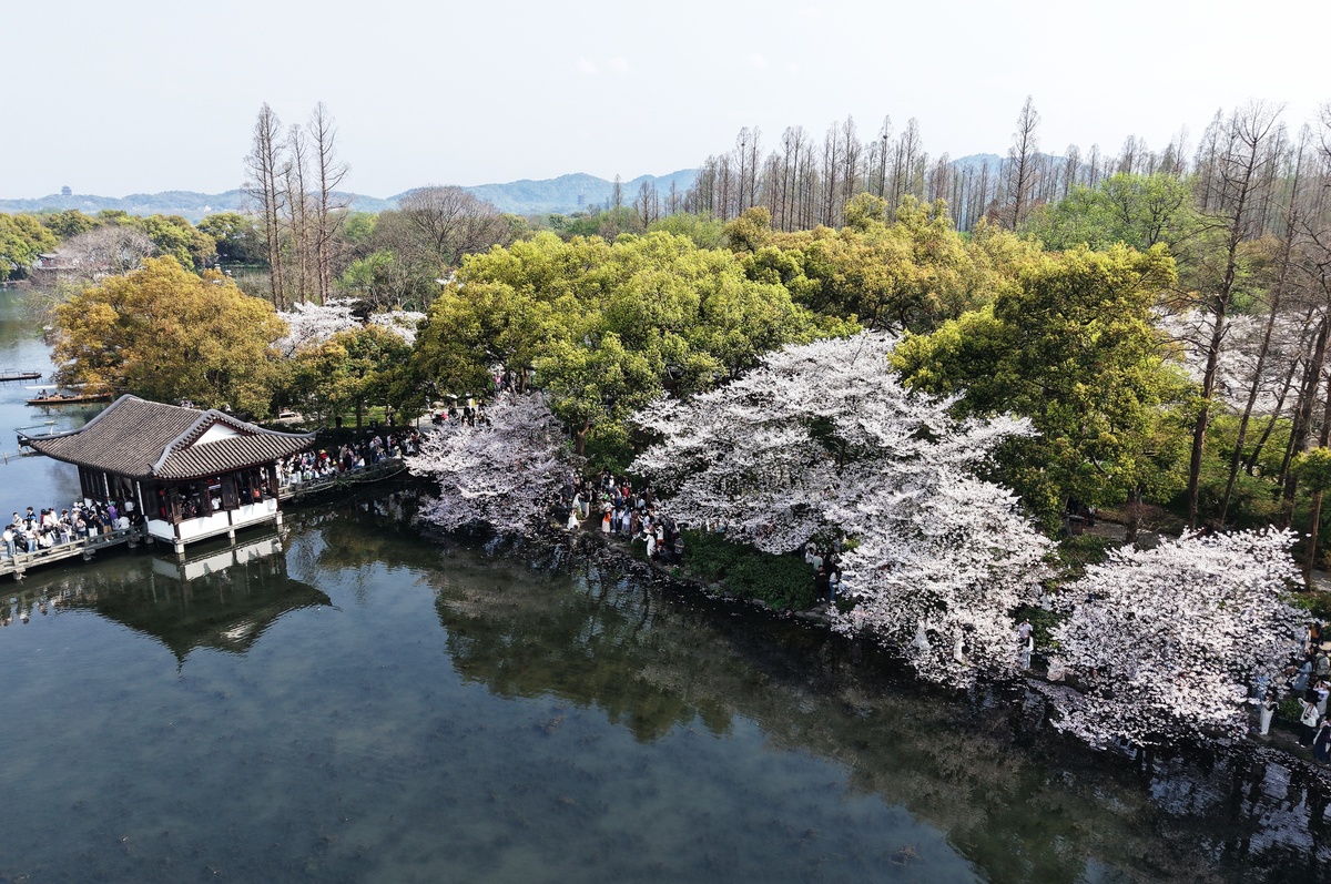 2026年3月29日,杭州,游客在西湖赏樱游玩.