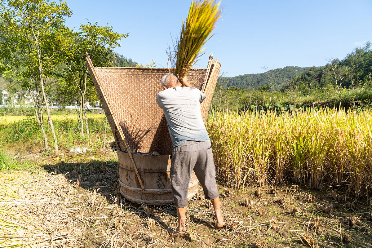 割谷子：简明流程与最佳时间