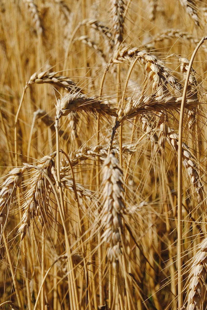 山东药材技工学校药物制剂技术怎么样？