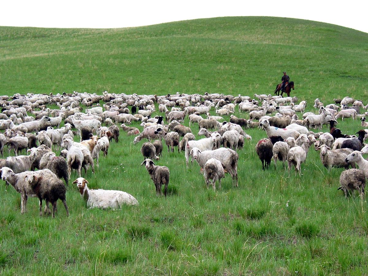 呼伦贝尔草原分等定级编制总结