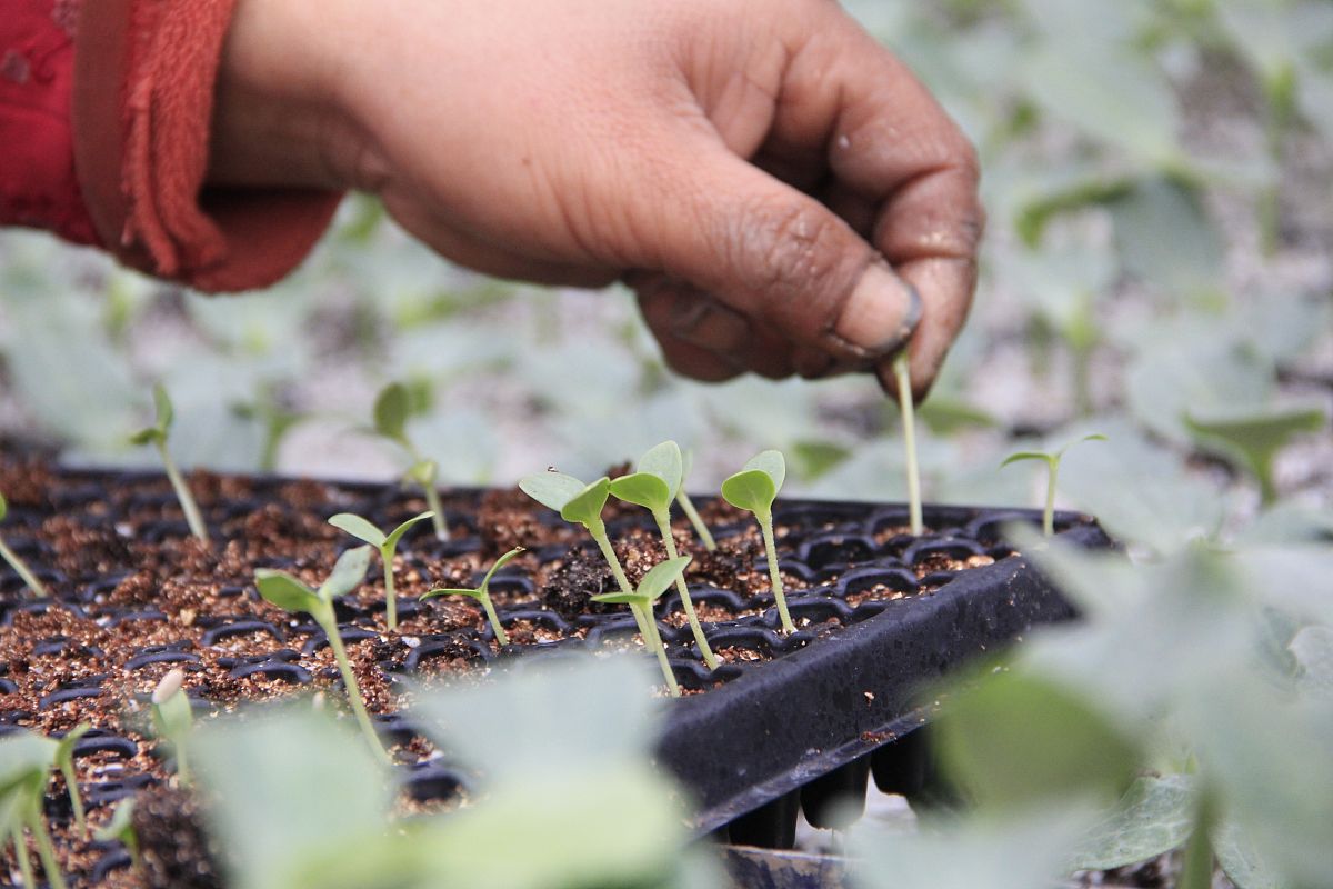 西瓜育苗期营养土太干怎么处理