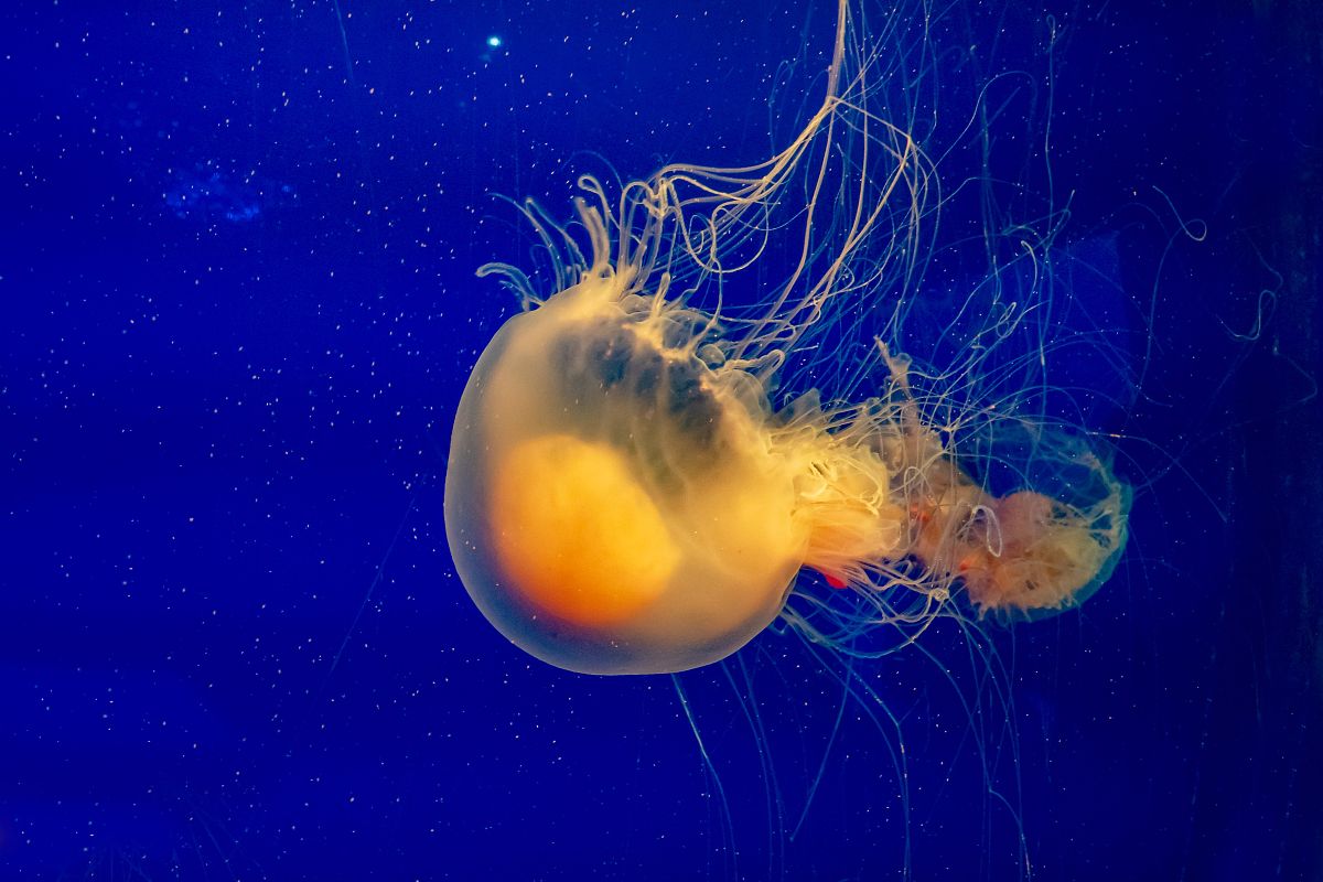 水母有毒吗?了解水母毒性及预防措施 水母有毒吗?了解水母毒性及预防措施