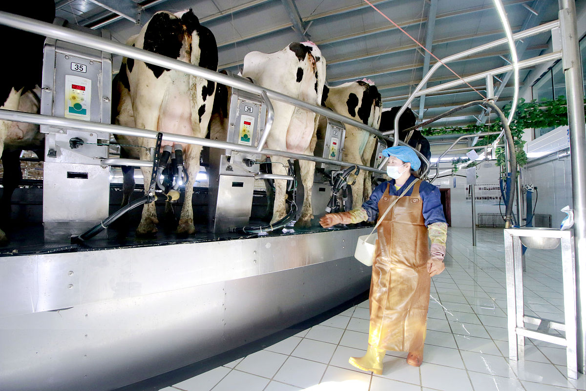 牛奶相关的产业牛奶相关的产业包括奶牛养殖、乳制品加工、牛奶运输和销售等环节。1 奶牛养殖：奶牛是生产牛奶的主要来源因此奶牛的养殖非常重要。奶牛养殖业主要分为场养和家养两种模式目前大规模奶牛养殖场居多。2 乳制品加工：奶制品包括牛奶、酸奶、奶酪、黄油、乳清粉等在加工过程中需要使用设备和技术进行加工和生产。3 牛奶运输：从奶牛场到乳品厂、超市等地牛奶需要进行运输。其中冷链物流是保证牛奶质量和安全的关键