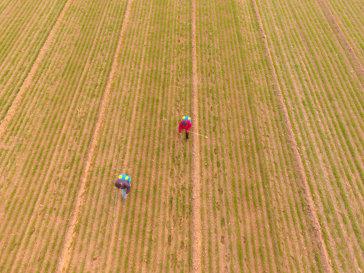 简介除草剂的功能、类型500字左右