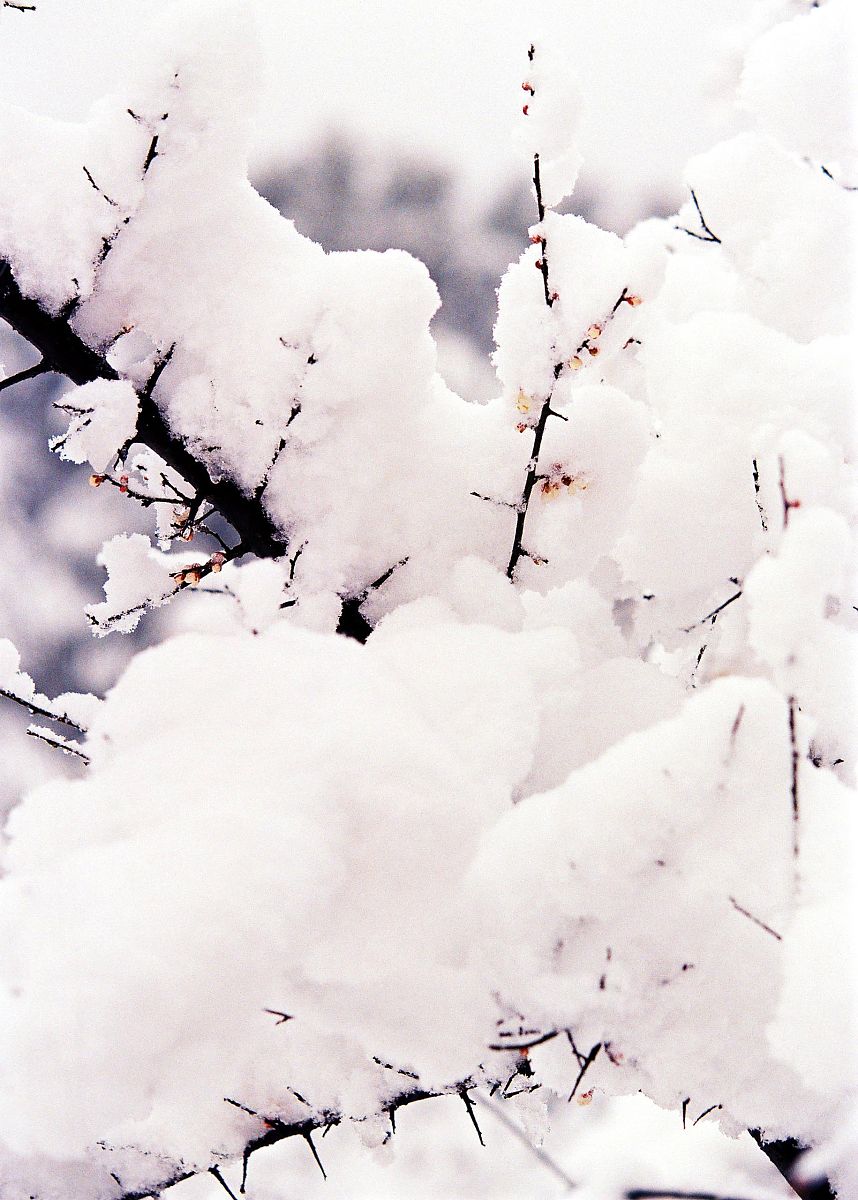 有关于雪景的古诗和宋词