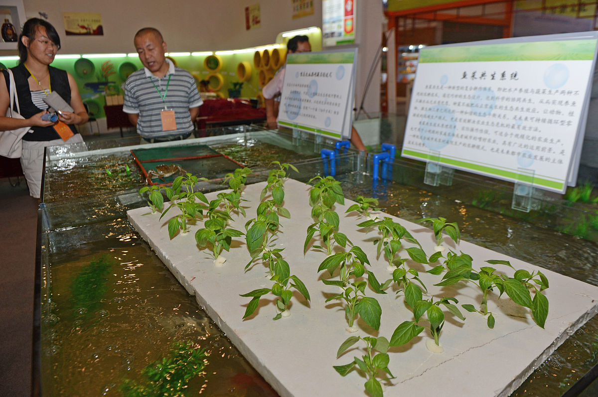 教室植物角跨学科活动：设计、实验、分享、展示，点燃绿色活力！