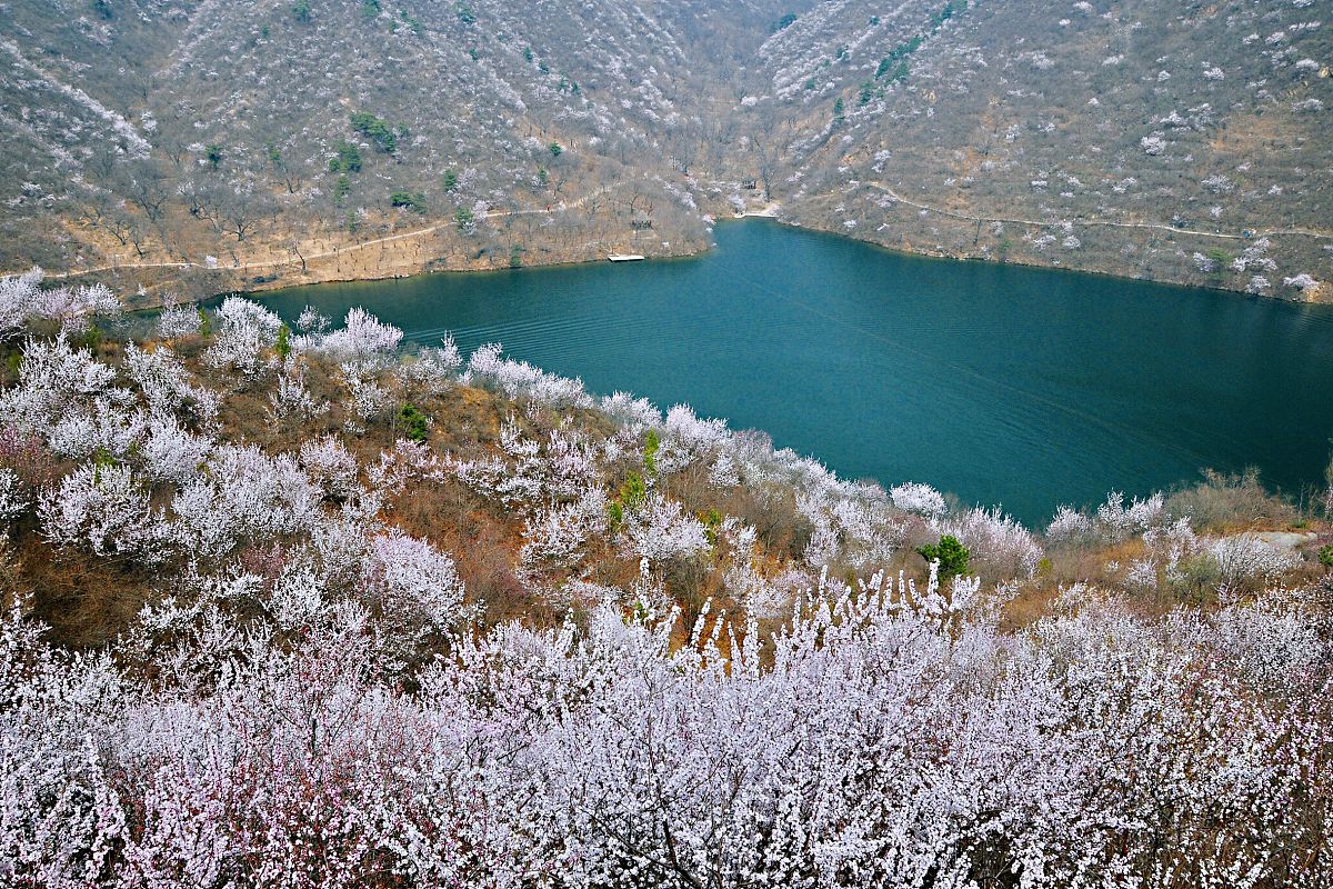 2018年3月31日,登上黄花城水长城,举目远望,漫山遍野的山桃花,将长城