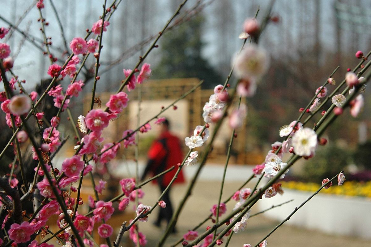 请帮我写1篇600字博客文章主题是：踏雪寻梅什么意思