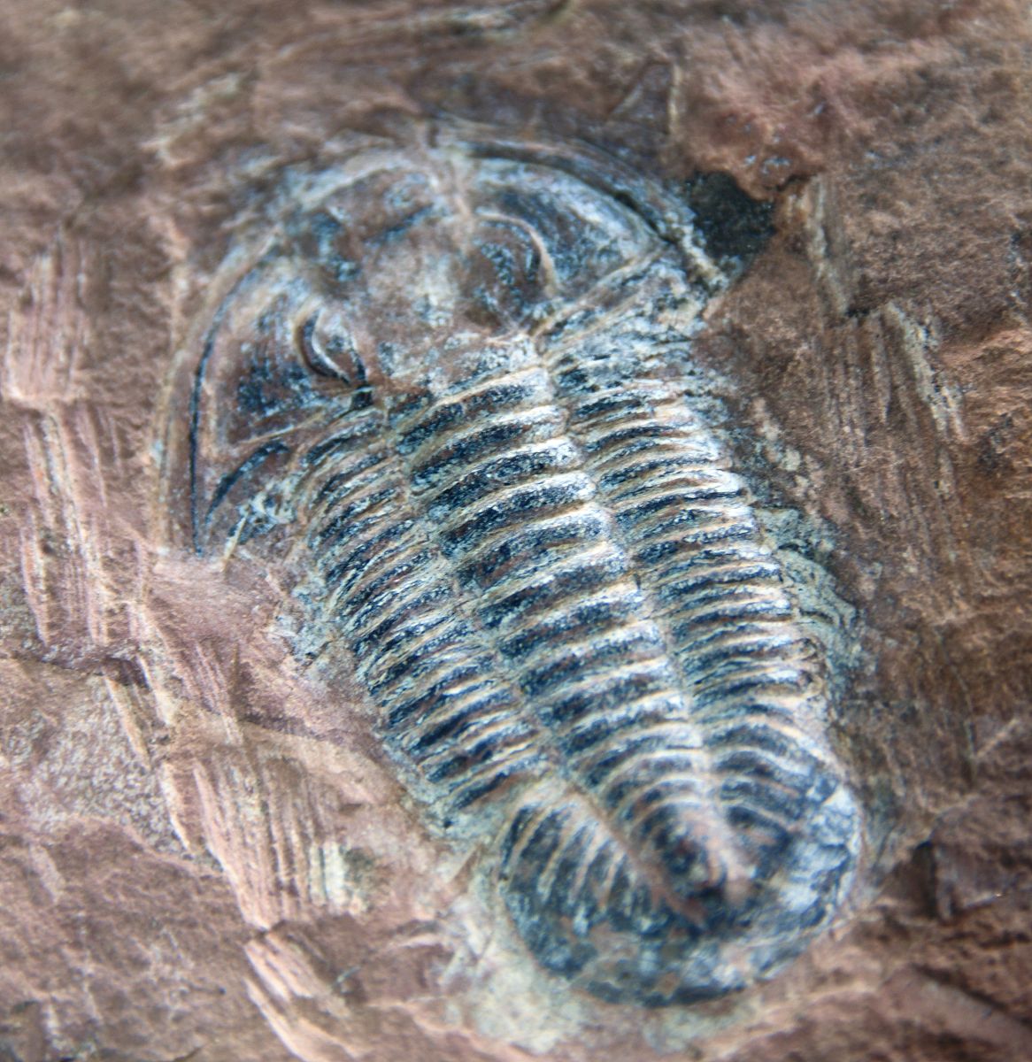 挖化石玩具怎样才能挖出好货回答+拓展