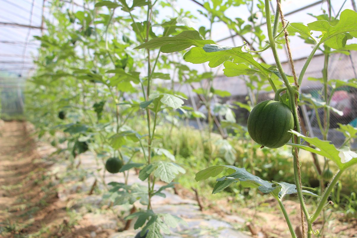 小糖丸西瓜：10大卖点，从种植到口感，美味与健康兼得！