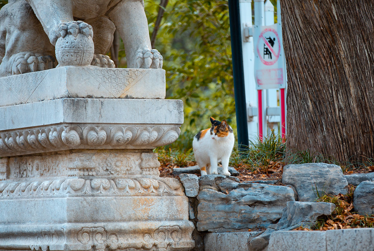北京景山御猫传说：雪眉与狮猫的故事