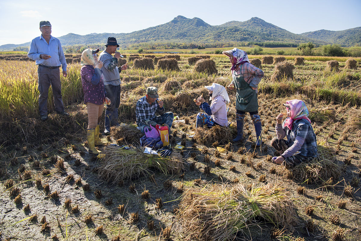 玉米的损失由1增加到了7 英文表述