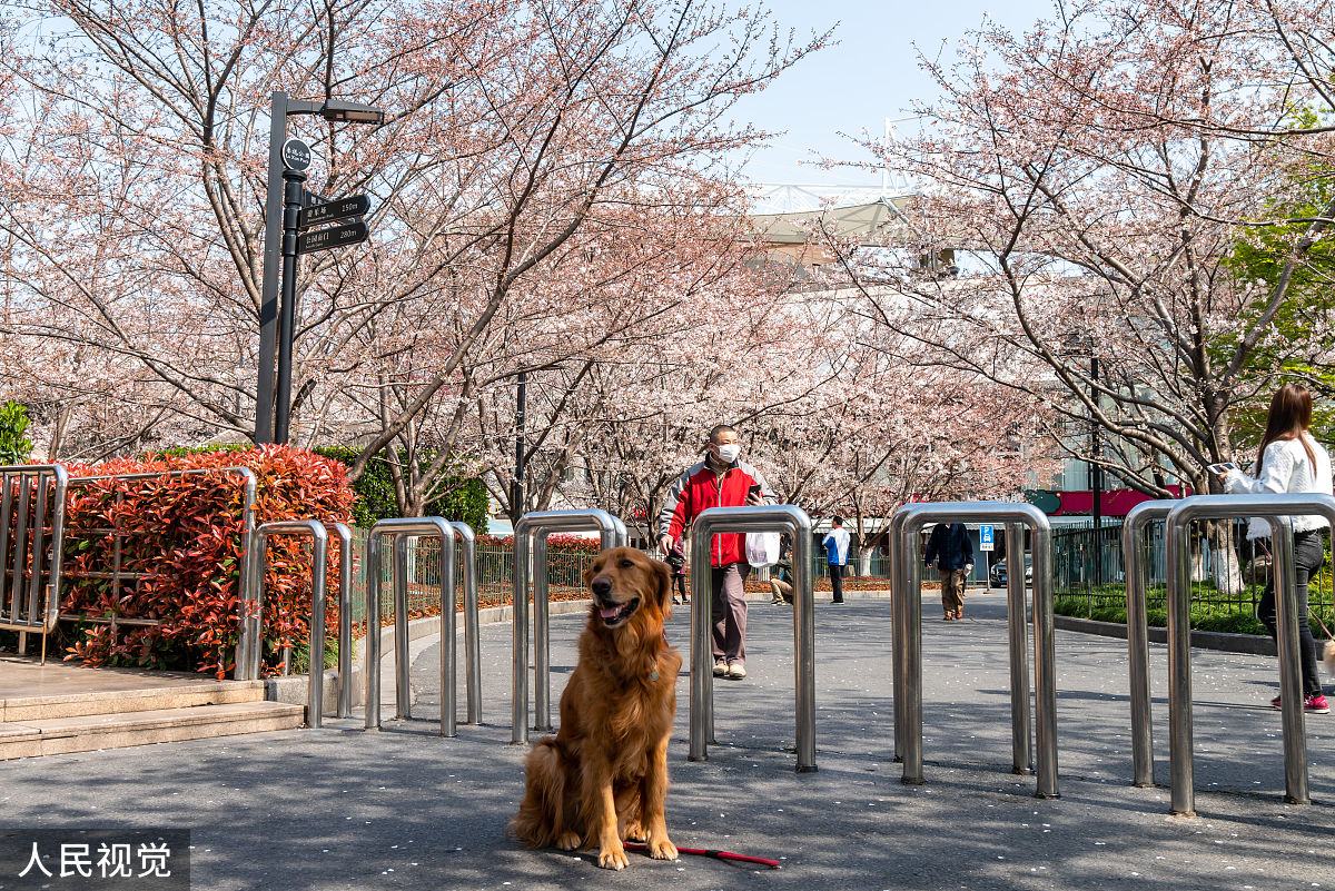 2020年2月23日,上海,有着"最美地铁口"之称的地铁8号线虹口足球场外的
