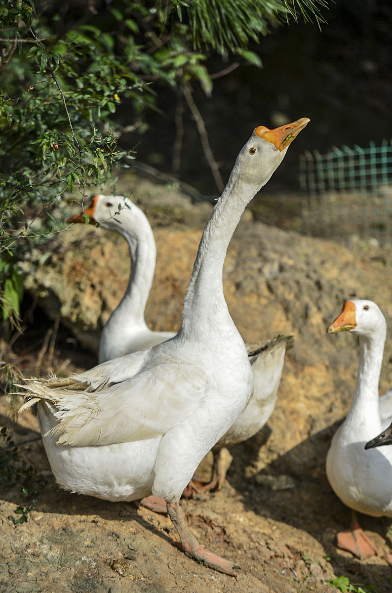 狗，狗，狗，如黄金般闪耀的毛色