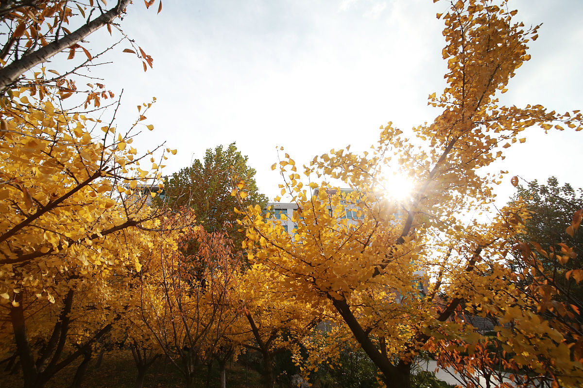 广西外国语学院日语专业如何好学吗