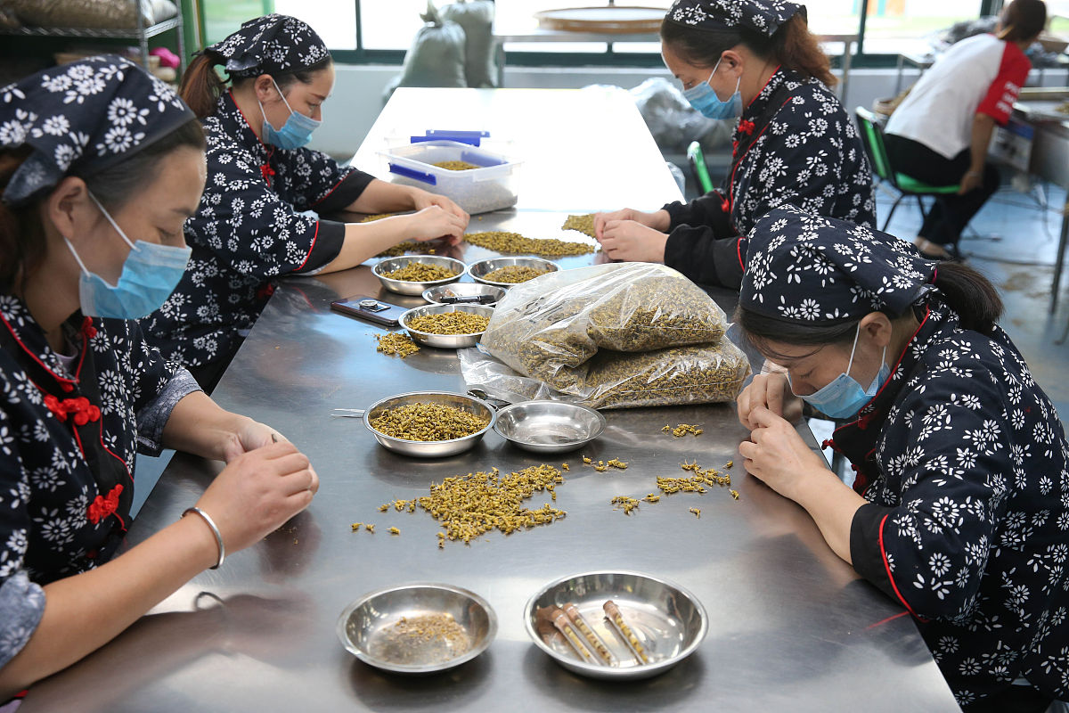 2019年8月23日,工作人员在安徽省六安市霍山石斛文化产业园霍山石斛枫