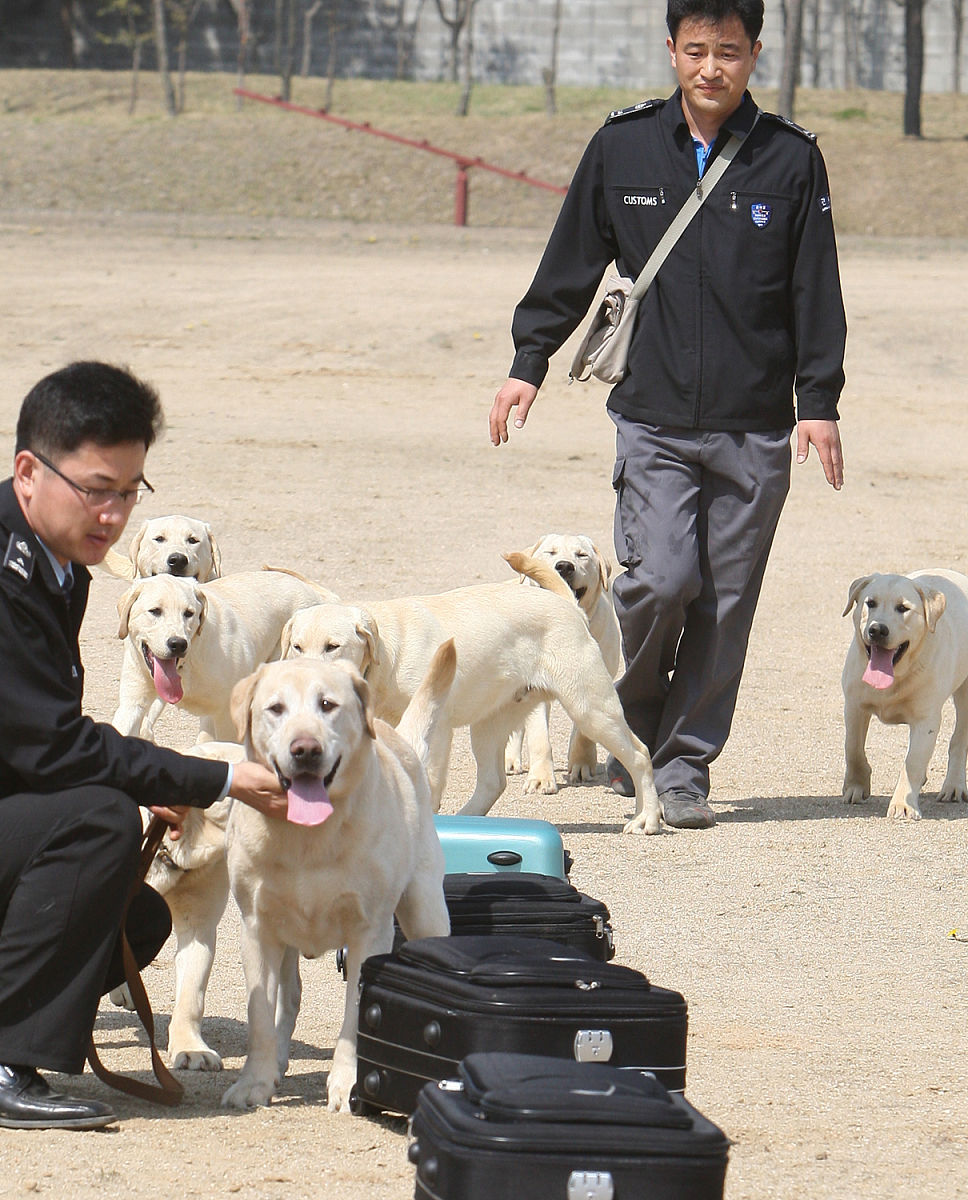 搜救犬如何应对废墟搜救中的应激反应？训犬师有哪些安抚方法？