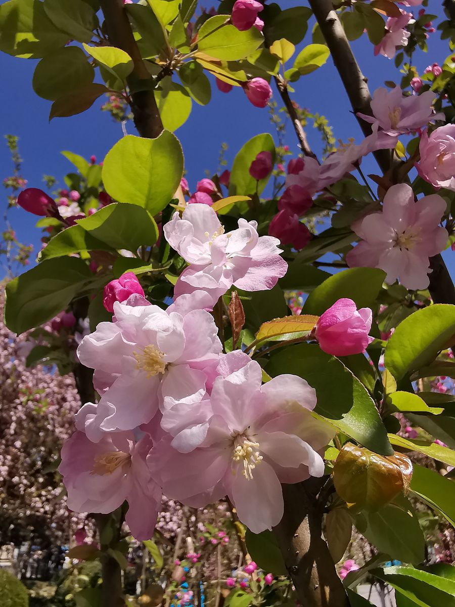 天津的海棠花几月观赏最为合适