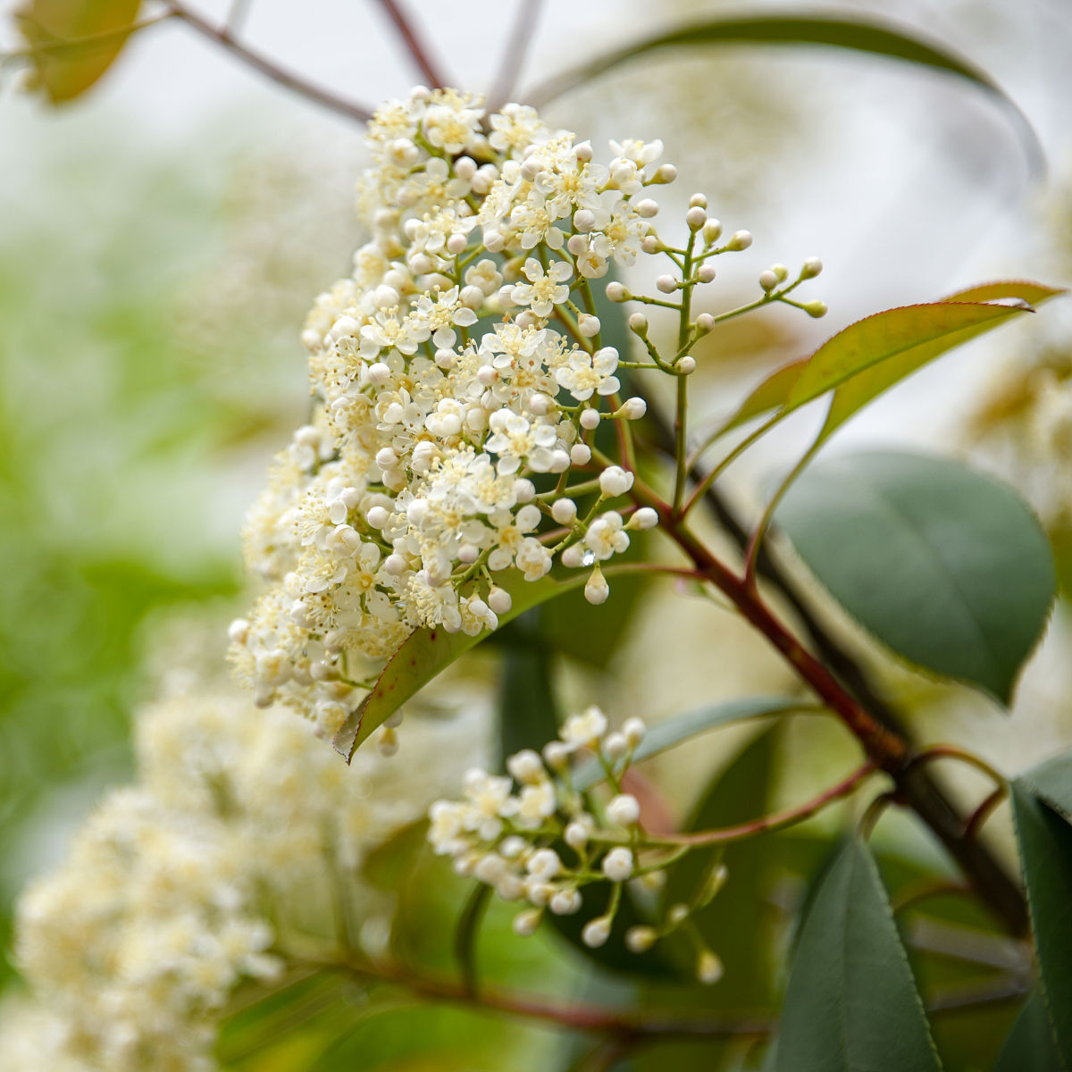 石楠花的作用是什么