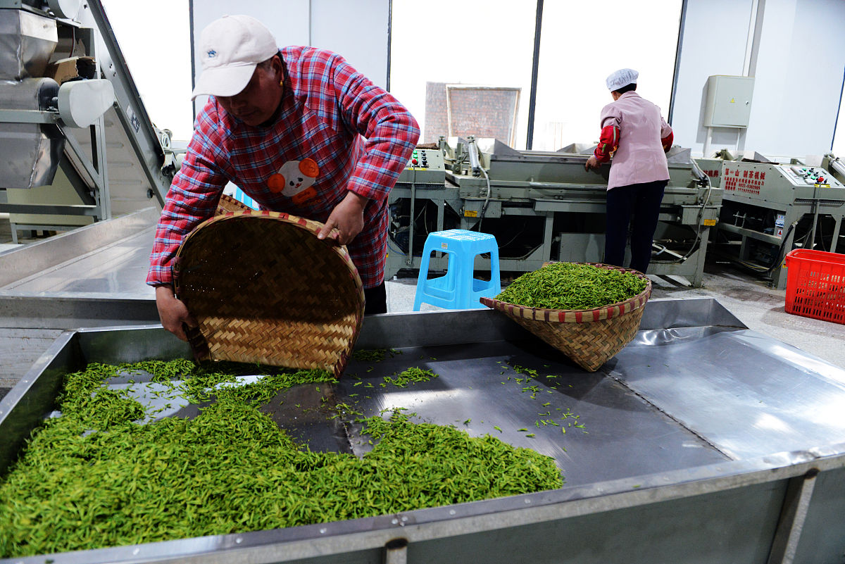 四川省峨眉山市职业技术学校茶叶生产与加工专业好不好学呢开设了哪些课程好不好