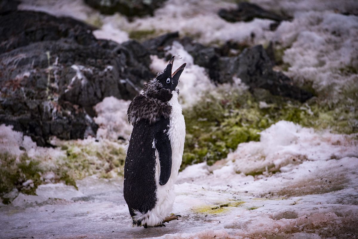 按照naturecommunications期刊的修改这个句子： The winter wheat cultivar used was JM22