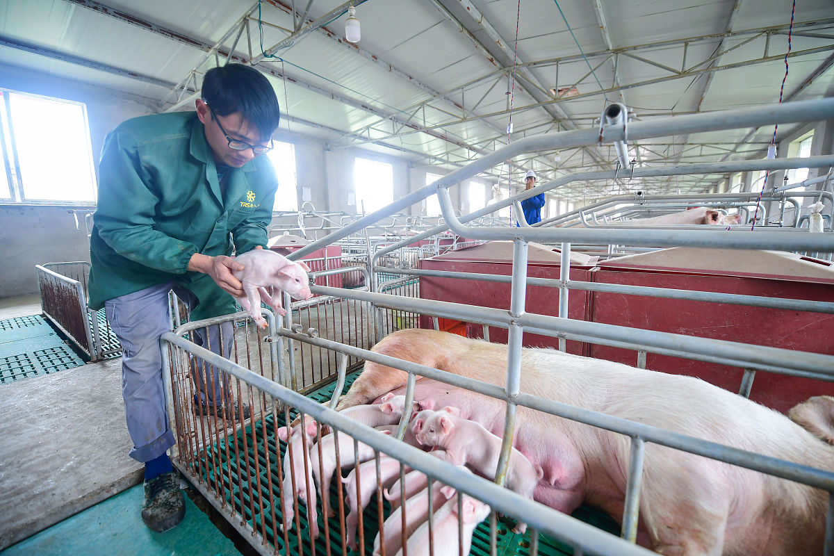 养猪场后段市场该从哪做起