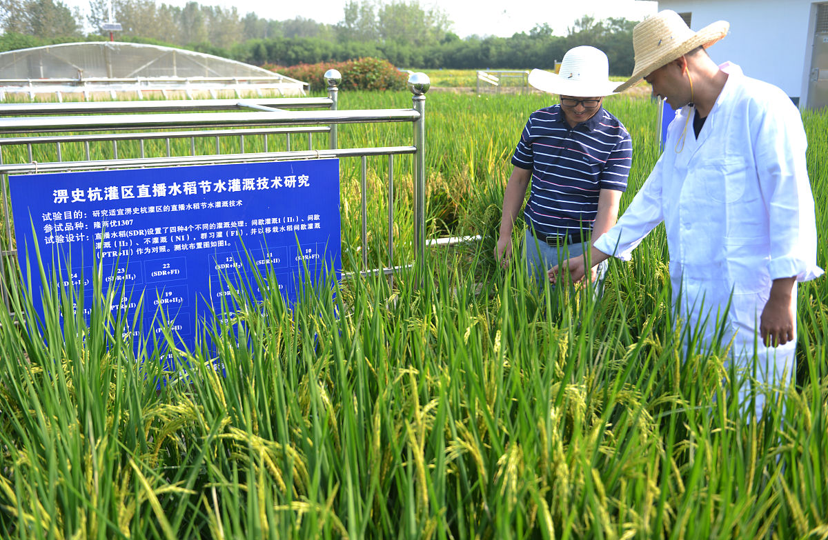 稻瘟病流行因素及防治策略
