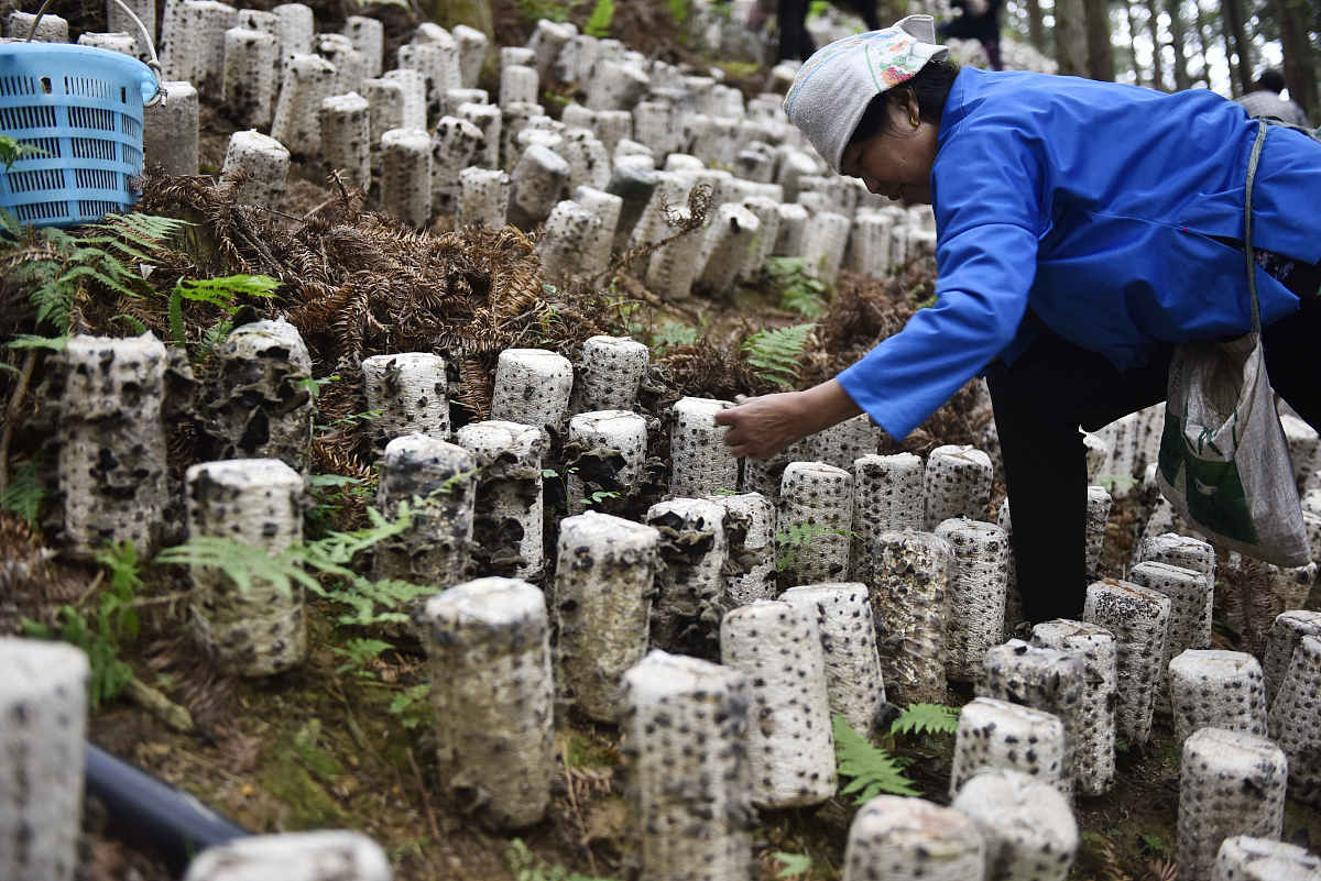 平菇种植试验：200字心得体会