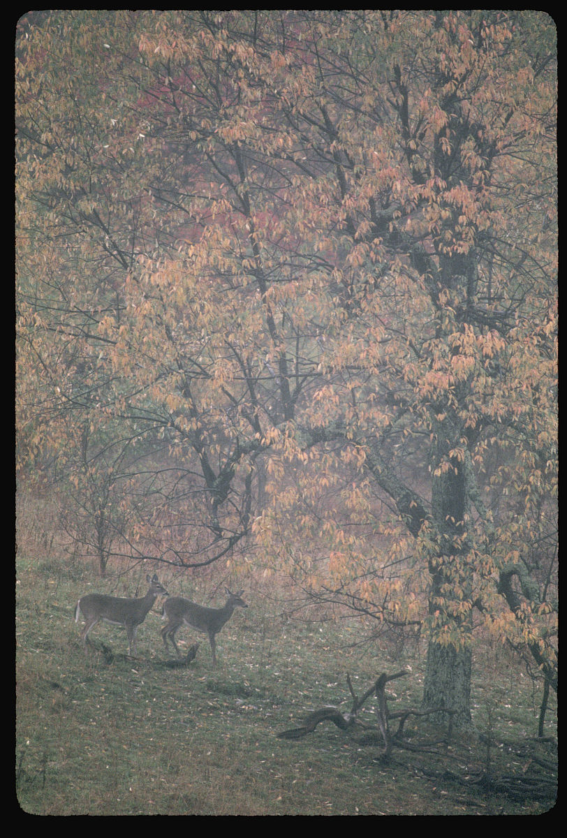 white-tailed deer in a forest in autumn  (photo by raymond gehma