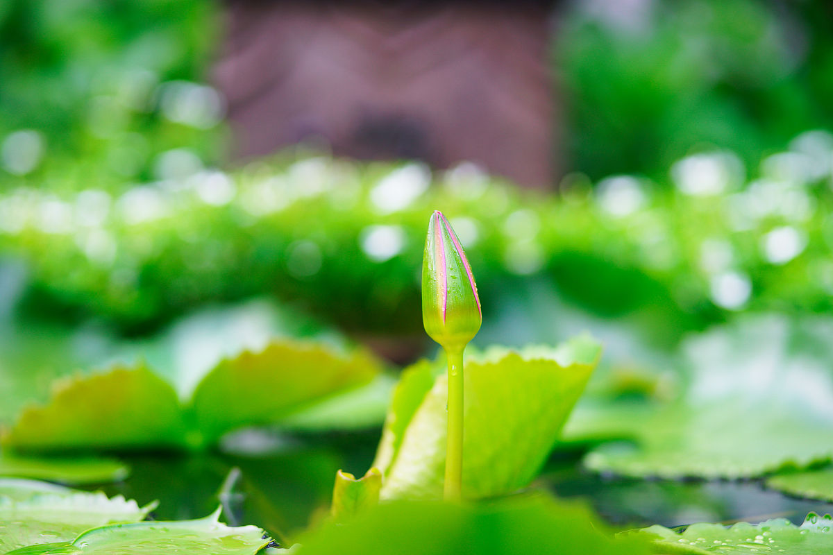 请写一篇关于夏天的散文。