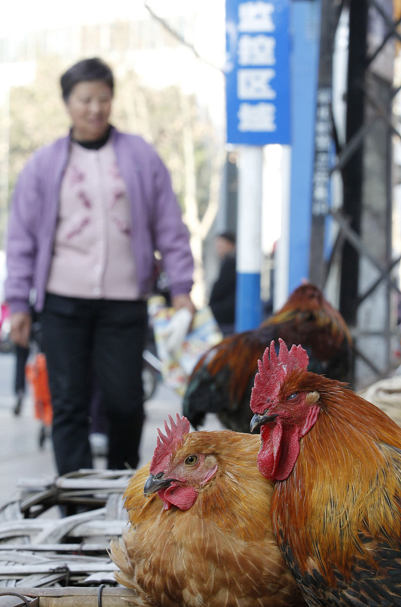 送活鸡的礼仪禁忌：为什么送活鸡未必是好事？