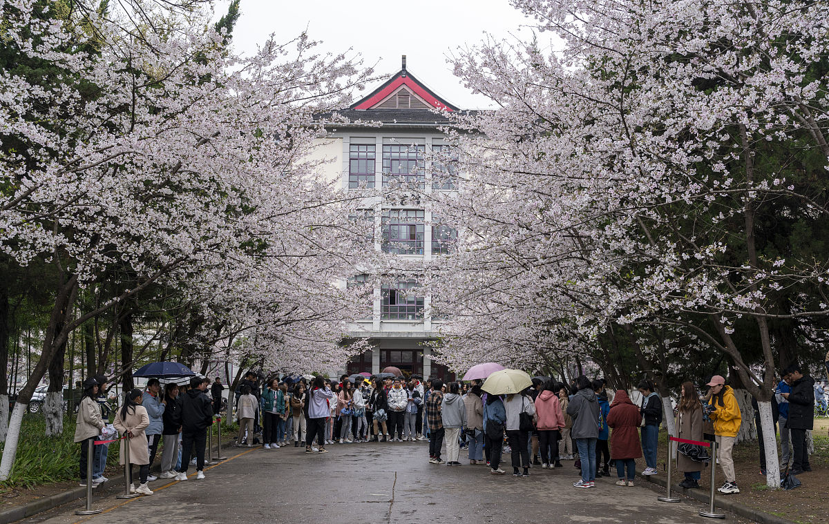 2021年3月17日,南京林业大学樱花绽放,美不胜收.