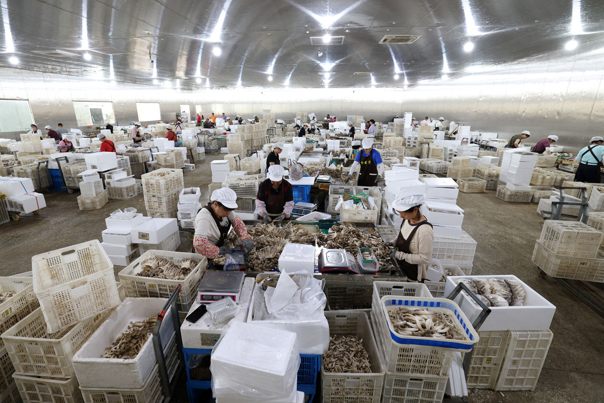 写一篇食用菌类公司的发展前景报告