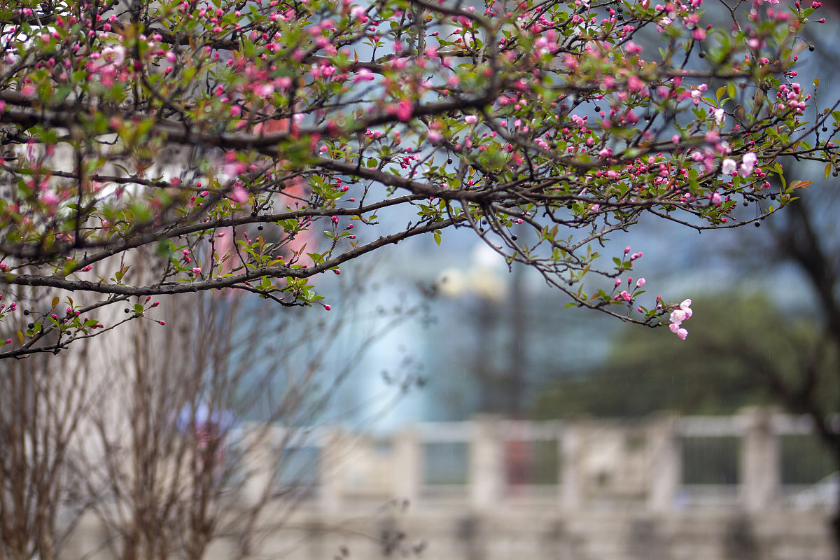 春日校园美景诗 - 万物复苏，霞光熹微，美不胜收
