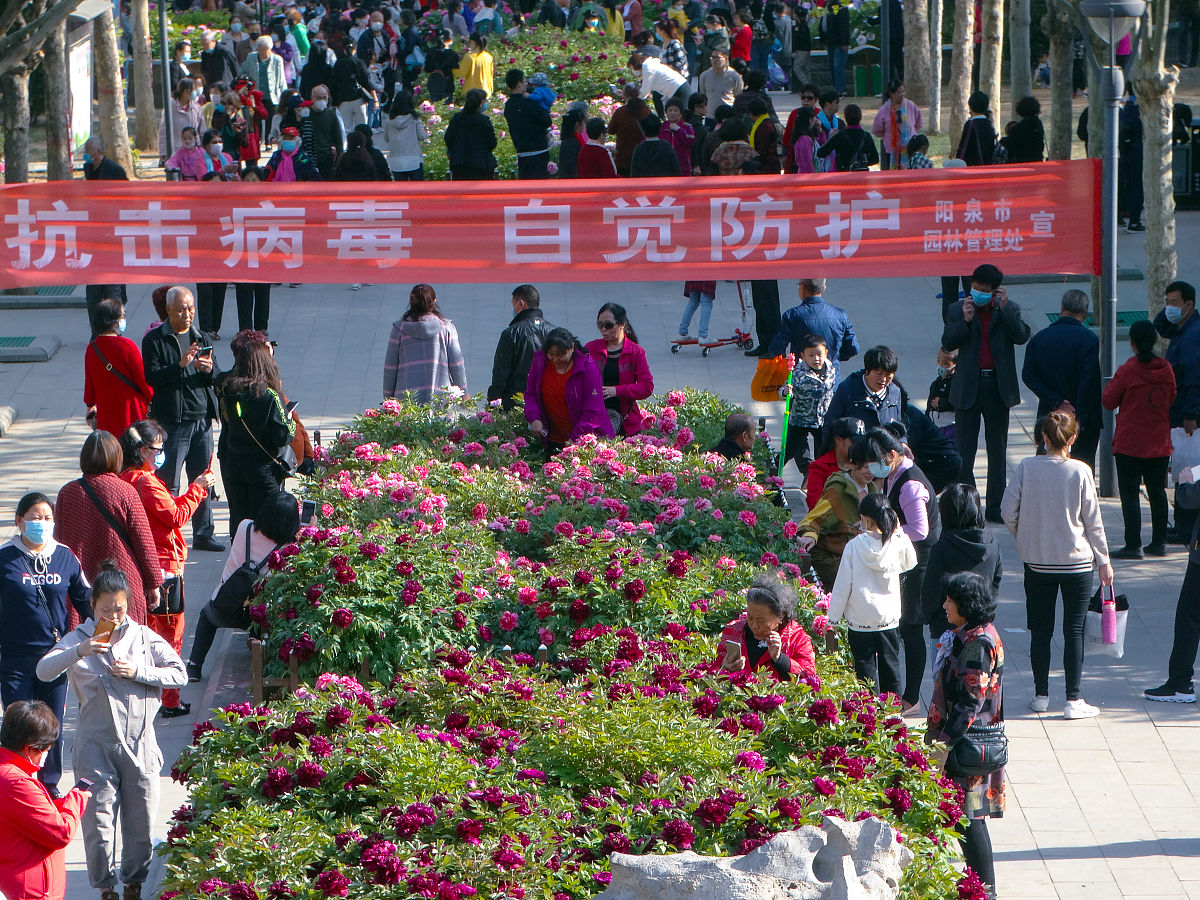 2020年4月25日,山西省阳泉市牡丹园里的牡丹到了盛花期,各色牡丹盛开