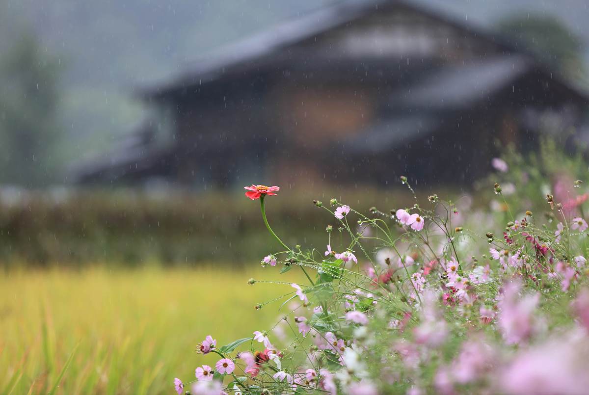 清晨微雨花香，一首关于姑娘的优美歌词