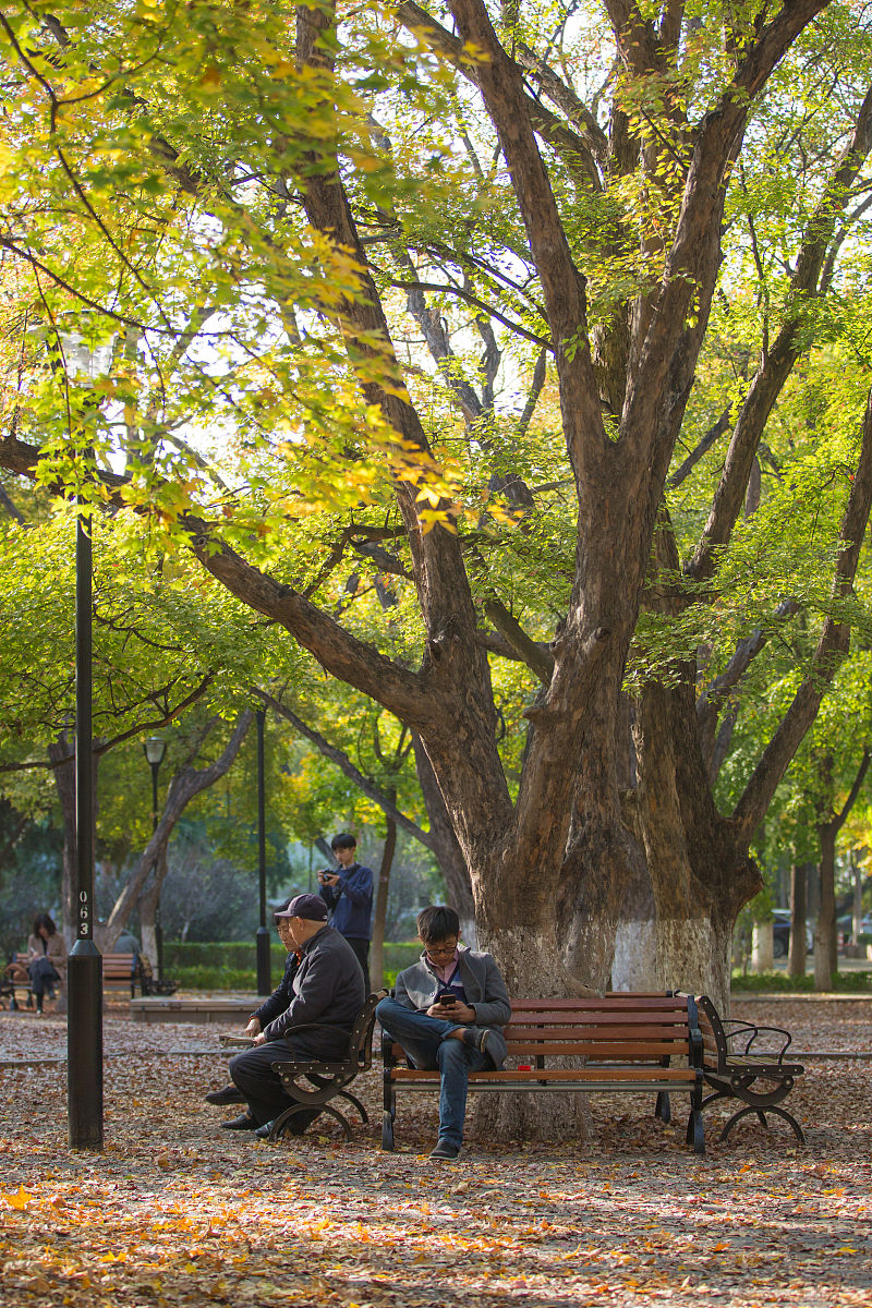 山东大学医学院的齐鲁医学班就业前景