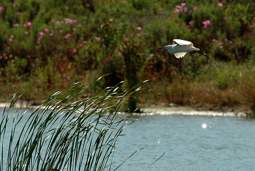 乌雷小学及北部湾大学河道渔业资源调查实践报告