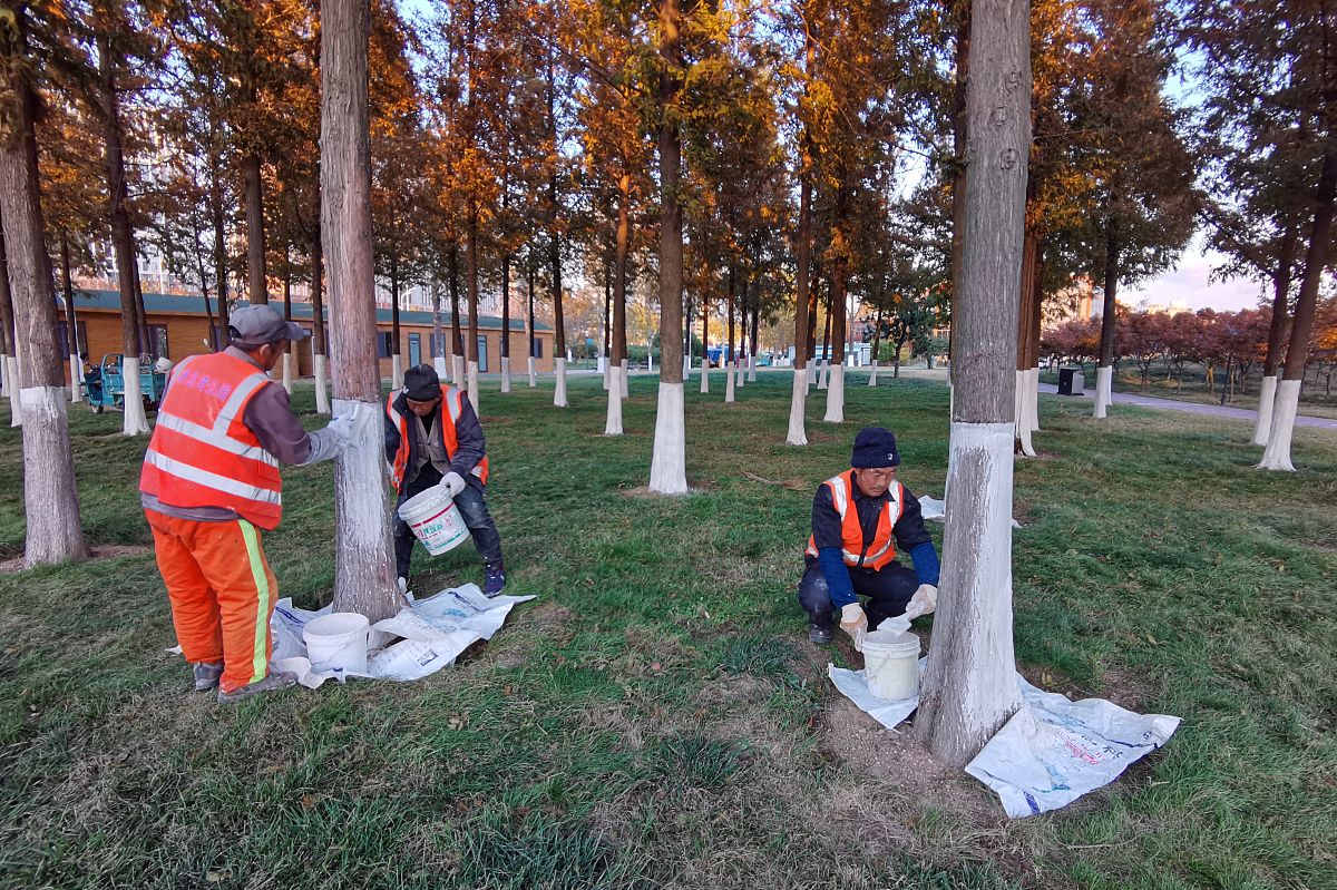 石灰水配置比例与喷涂步骤 -  详细指南