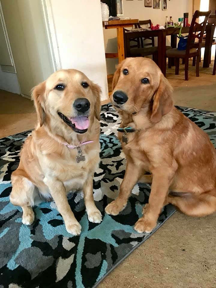 宠物领养标语：让爱与希望重新盛放！