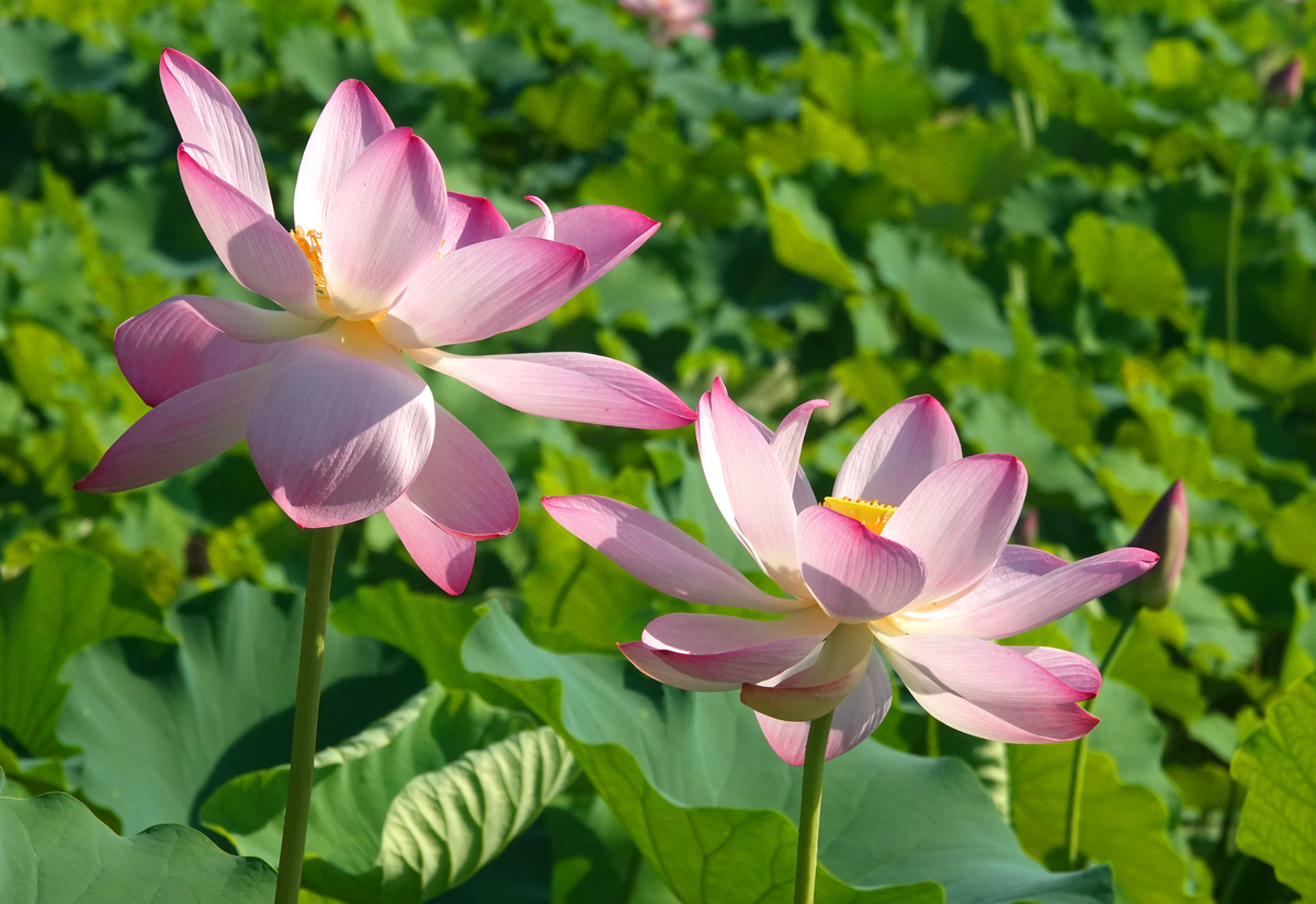 荷花的花期是在6月盛开吗400字