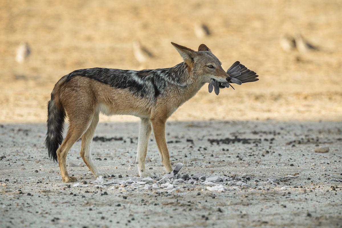 叙事视角越界是什么