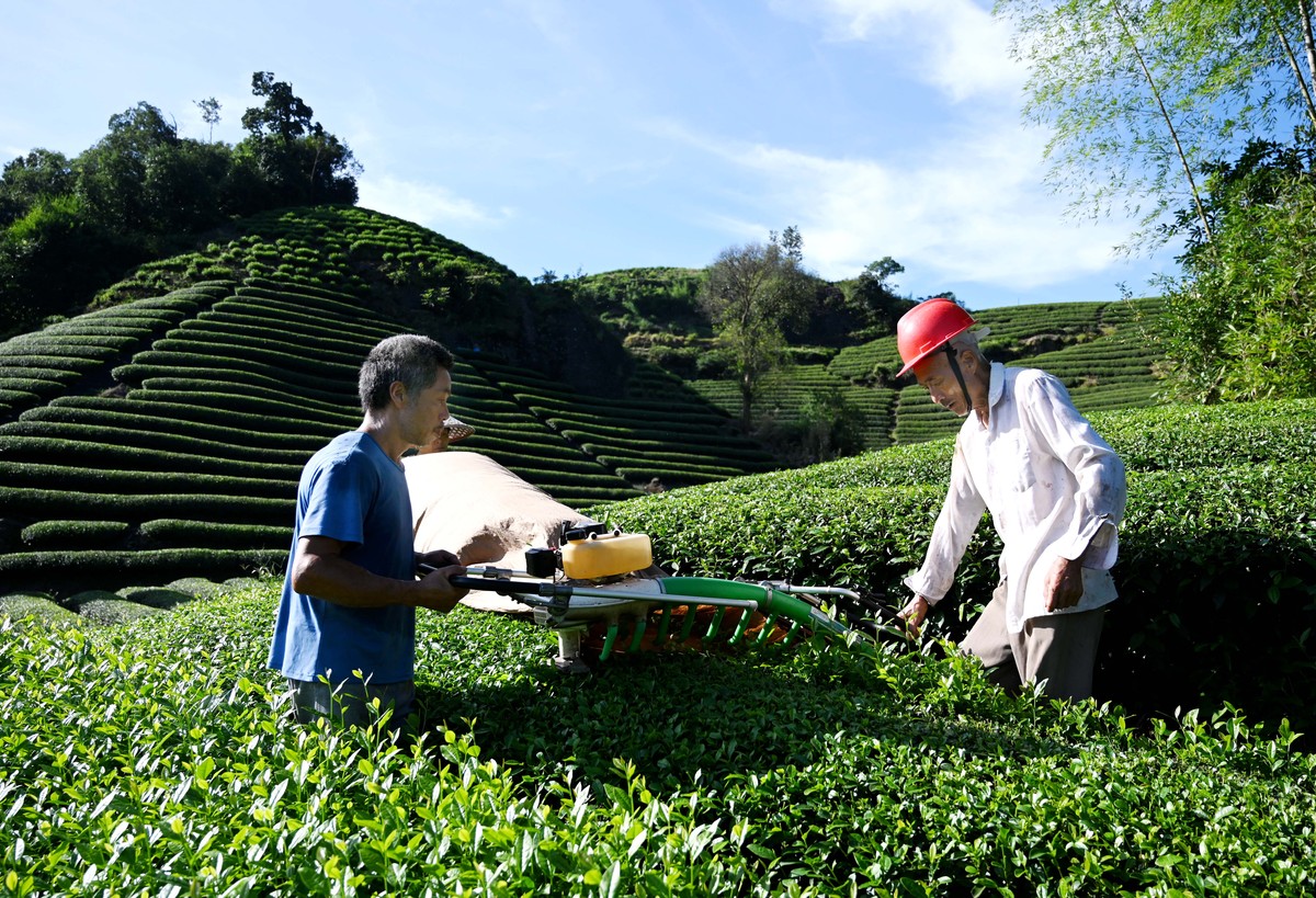 印江新寨职中茶叶生产与加工专业怎么样？就业前景如何？