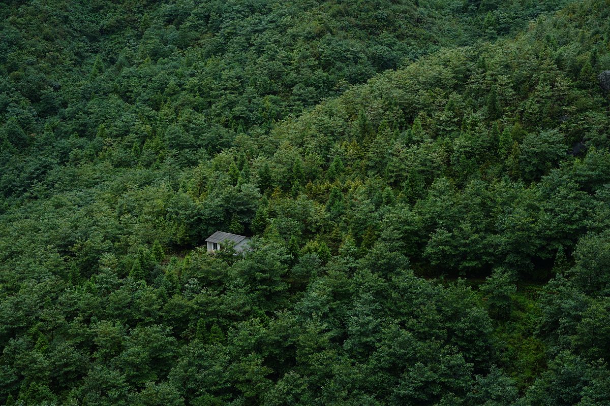 天麻中国适宜种植地区及气候要求