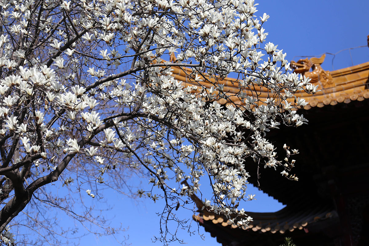 春日美景300字作文：清澈溪流、翠绿山林、芬芳花朵